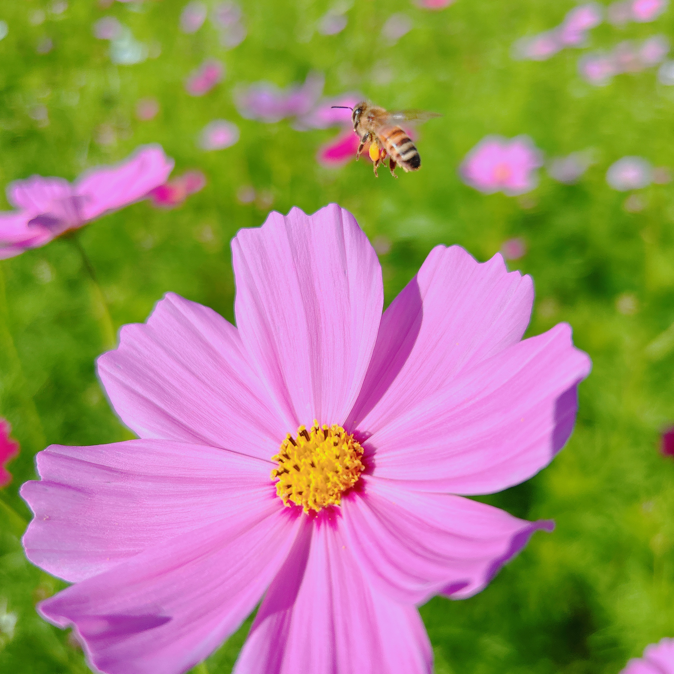🐝コスモス畑が満開になりました🐝