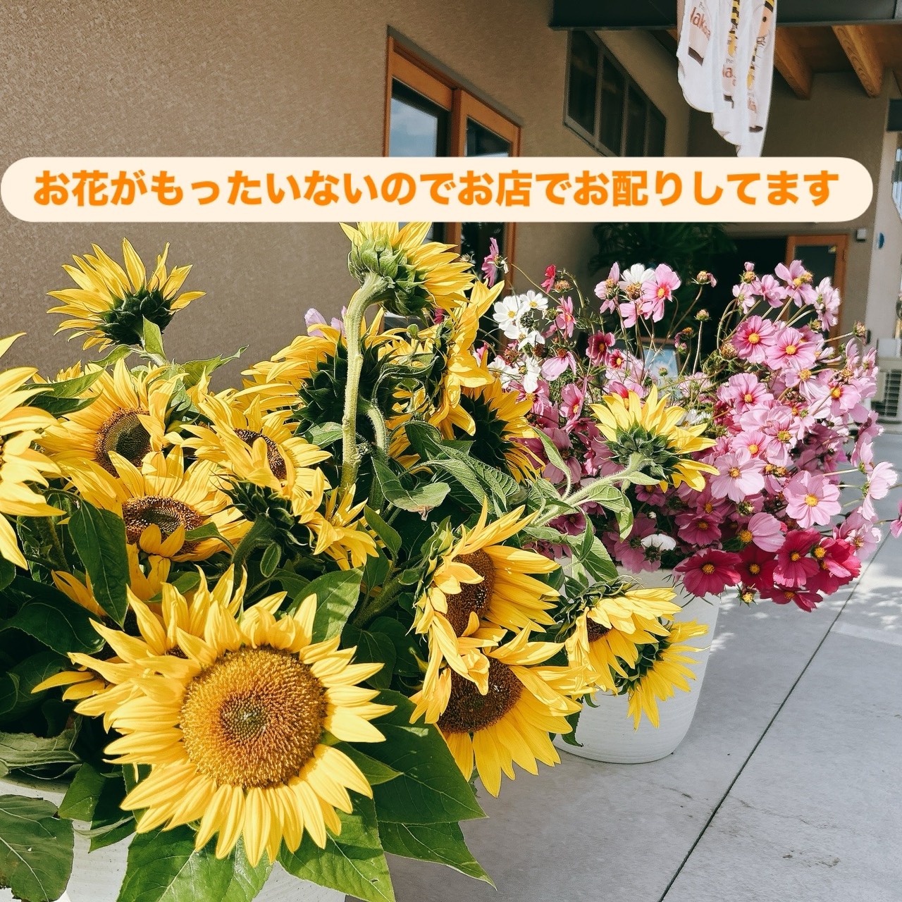 🐝今年のコスモス畑は終了します🐝