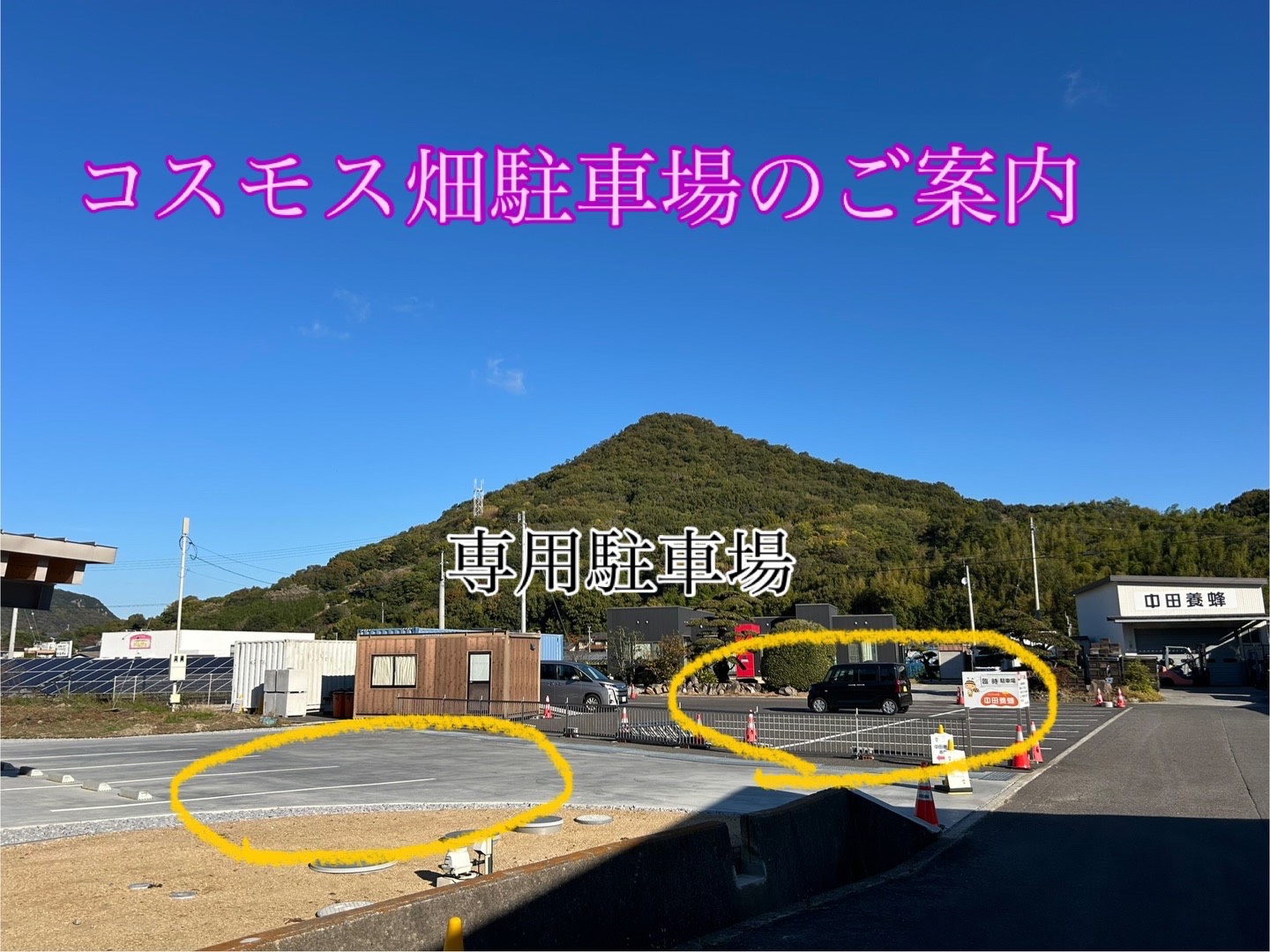 🌻中田養蜂コスモス畑を楽しんでいただくために🐝