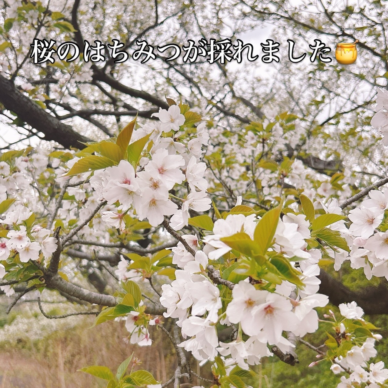 【さくらのはちみつ採れました】