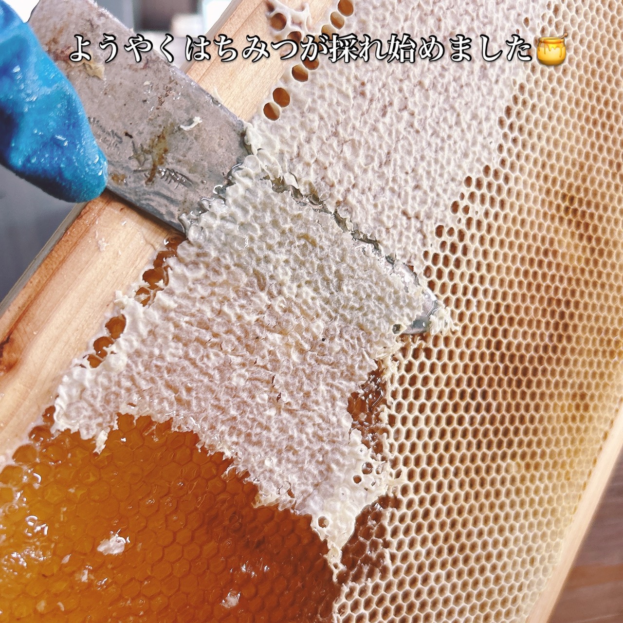 【2026年やっとはちみつが採れ始めました🍯】